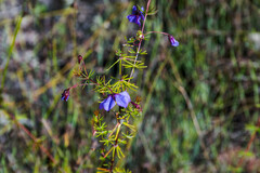 Platytheca galioides