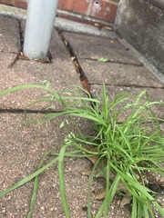 Poa