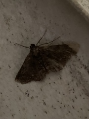 Paradromulia ambigua