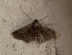 Paradromulia ambigua