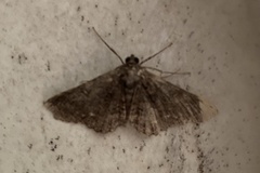 Paradromulia ambigua