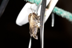 Proteuxoa sanguinipuncta