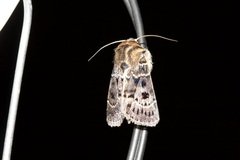 Proteuxoa sanguinipuncta