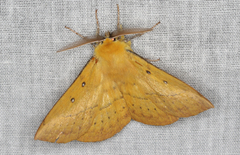 Anthela nicothoe