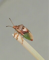 Eupolemus angularis