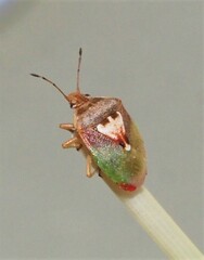 Eupolemus angularis