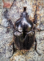 Hypselogenia geotrupina geotrupina