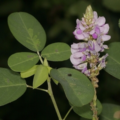 Grona heterocarpos strigosa