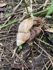 Coenobita brevimanus