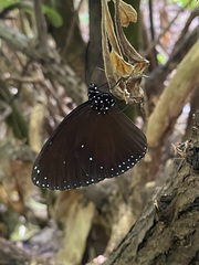 Euploea eunice