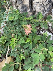 Indigofera spicata