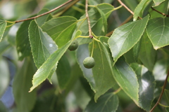 Celtis bungeana