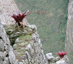 Tillandsia machupicchuensis