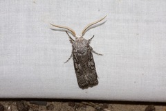 Cryptophasa irrorata