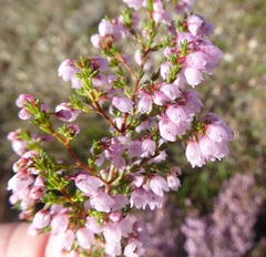Erica cyathiformis