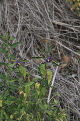 Solanum parishii
