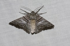 Hypobapta diffundens