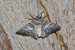 Hypobapta diffundens