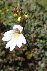 Euphrasia cuneata