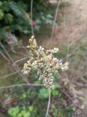 Vitex negundo heterophylla