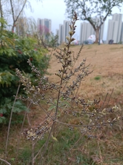 Vitex negundo heterophylla