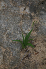 Chlorogalum pomeridianum