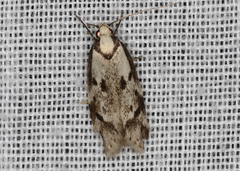 Palimmeces variegata