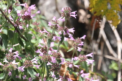 Clinopodium megalanthum