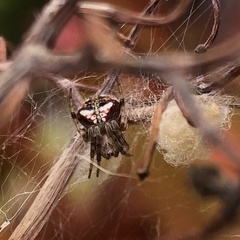 Araneus albotriangulus