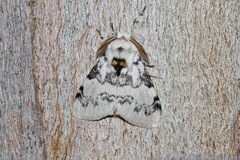 Iropoca rotundata