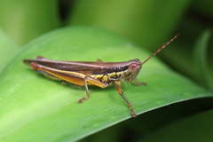 Bermius odontocercus