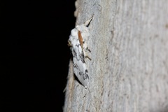Iropoca rotundata