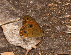 Hypocysta euphemia
