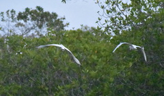 Ardeidae