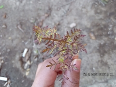 Lamourouxia multifida