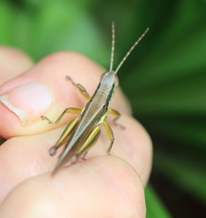 Bermius odontocercus