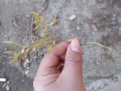 Lamourouxia multifida