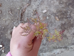 Lamourouxia multifida