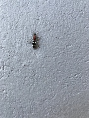 Dolichomutilla sycorax