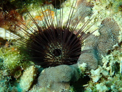 Echinostrephus aciculatus