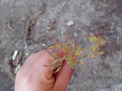 Lamourouxia multifida