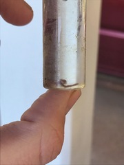 Cestoda