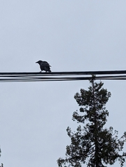 Corvus brachyrhynchos