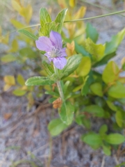 Dyschoriste oblongifolia