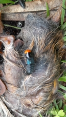 Creophilus erythrocephalus