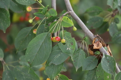 Malus rockii