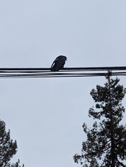 Corvus brachyrhynchos