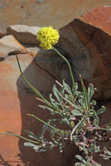 Eriogonum brevicaule nanum