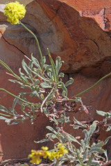 Eriogonum brevicaule nanum