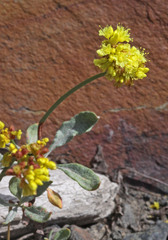 Eriogonum brevicaule nanum